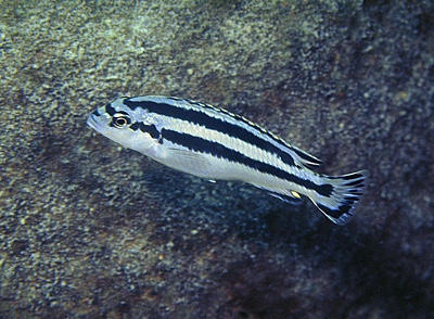 Melanochromis loriae 'Lutara Reef'